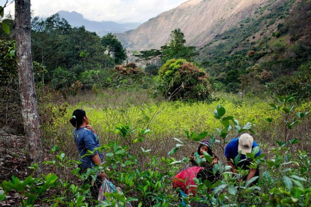A family harvesting coca leaves in the town of Santa Rosa, Peru, July 28, 2012. In the sacred valley of the Incas to cultivate coca plants it is legal as long as farmers sell it or buy it from ENACO (National Coca Enterprise), something farmers don't entirely agreed with, since the company fixes the prices and buys coca leaves at low rates. Also, the leaves can not be brought outside the valley.